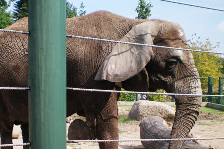 Zoo - elefant