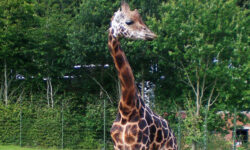 Zoo - giraf