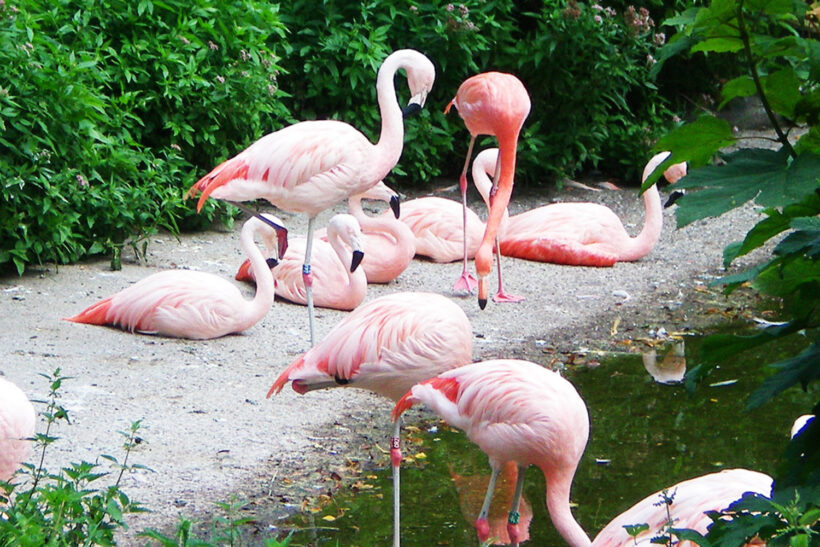 Zoo - flamingoer
