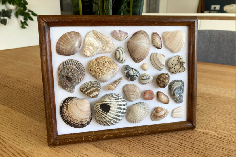 Billede af strandskaller