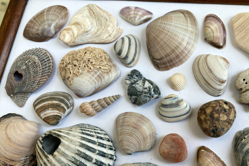 Billede af strandskaller