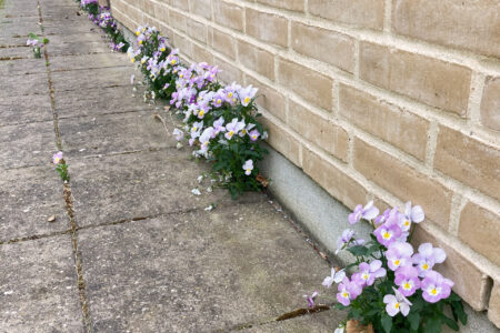 Tryk med stedmoderblomster