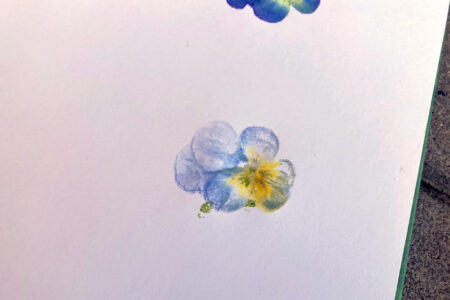 Tryk med stedmoderblomster