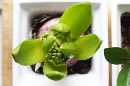 StyleDesignCreate: Blomster