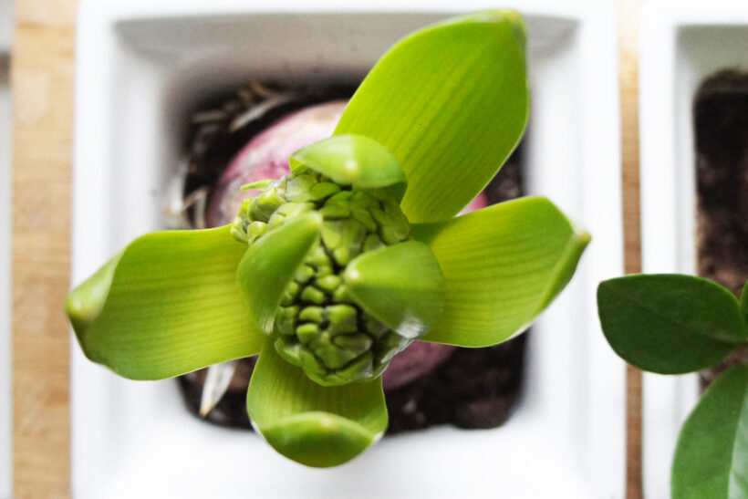 StyleDesignCreate: Blomster