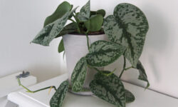 Planter i boligen