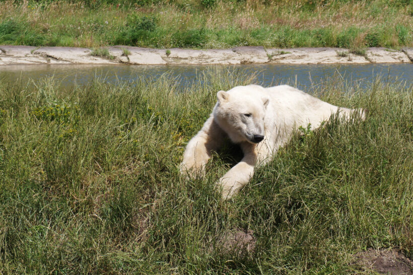 Skandinavisk dyrepark