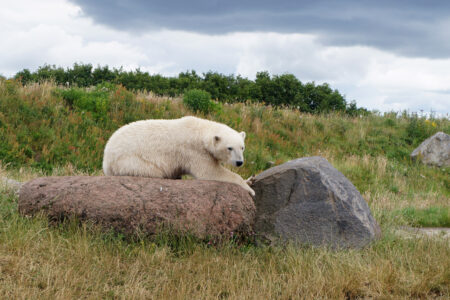 Skandinavisk dyrepark