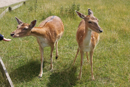 Skandinavisk dyrepark