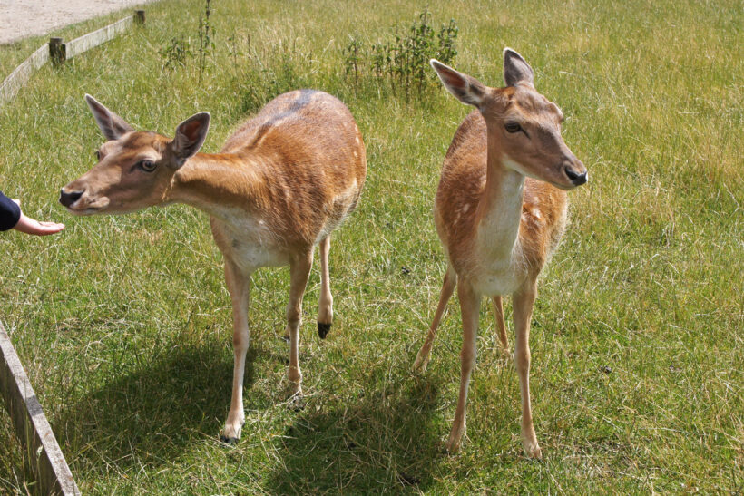 Skandinavisk dyrepark